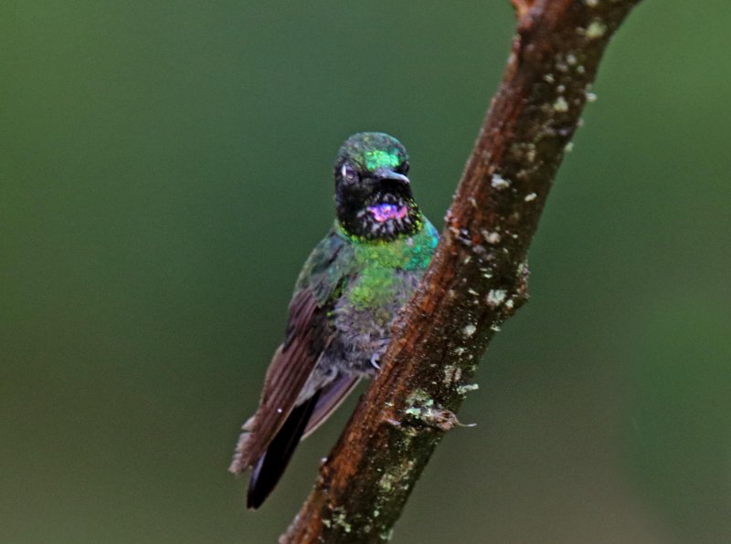 Tourmaline Sunangel - Male_0566.jpg