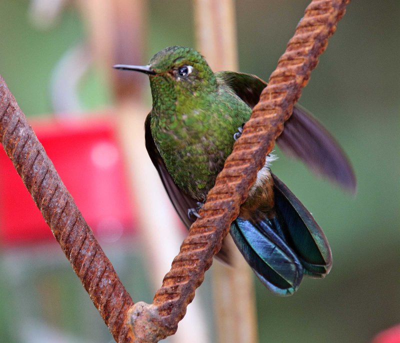 Viridian Metaltail - male_2261.jpg