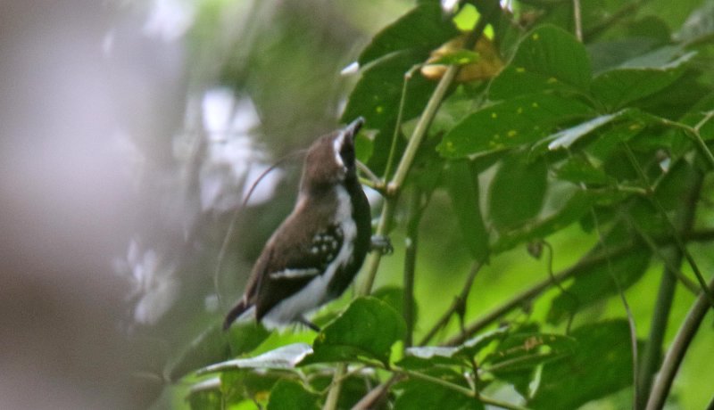 Northern White-fringed Antwren - male_1388.jpg