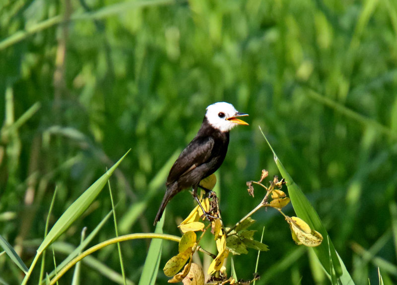 White-headed Marsh-Tyrant - male_4491.jpg