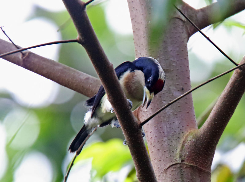 White-mantled Barbet_4195.jpg