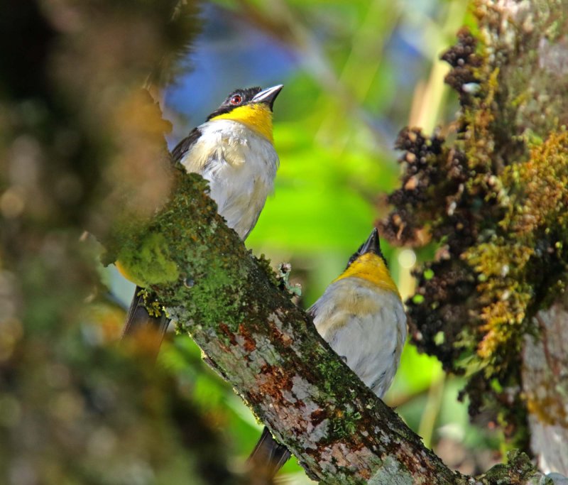 White-naped Brush-Finch_2578.jpg