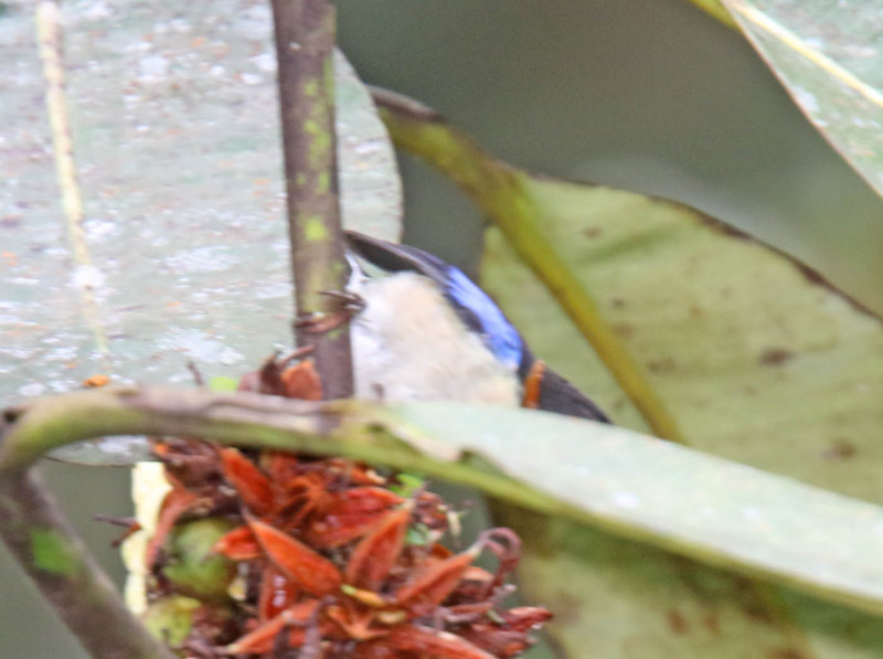 Golden-collared Honeycreeper - male_3478.jpg