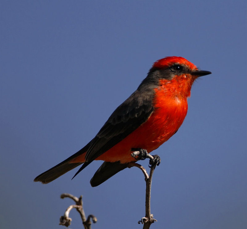 #96 Vermilion Flycatcher - male_6163.jpg