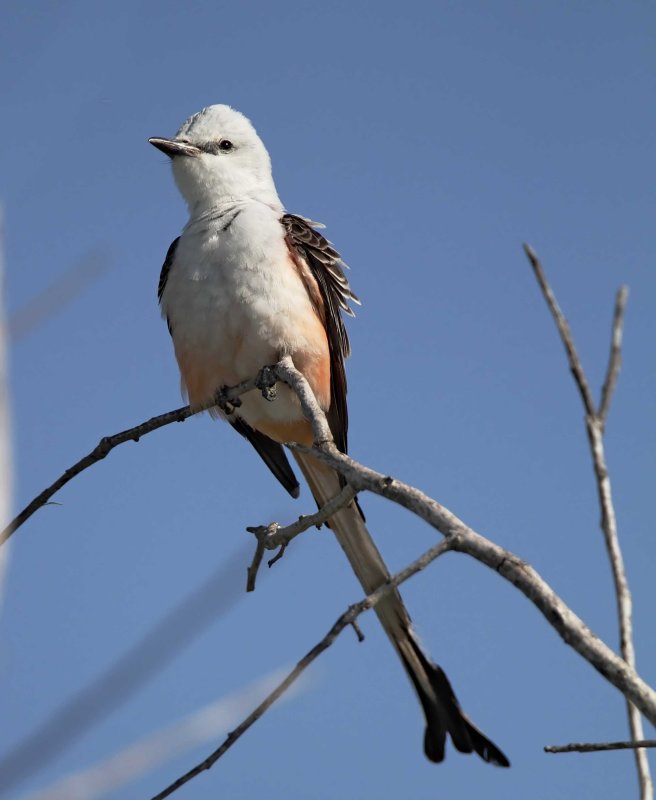 #79 Scissor-Tail Flycatcher - male_7177.jpg