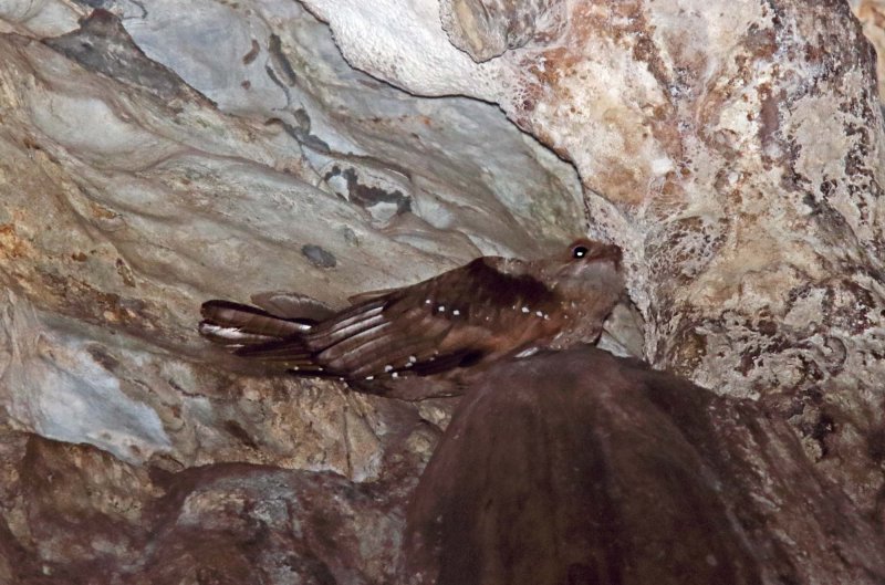 #19 Oilbird_4328.jpg