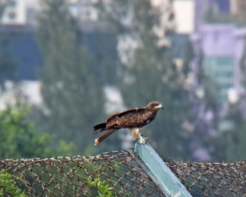 Black Kite_5397.jpg