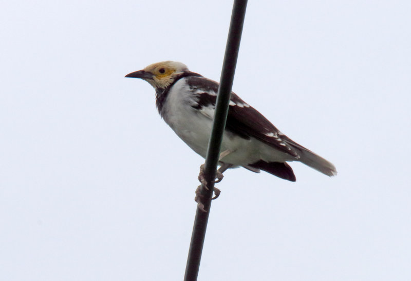 Black-collared Starling_5405.jpg