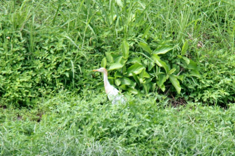 Eastern Cattle Egret_5002.jpg