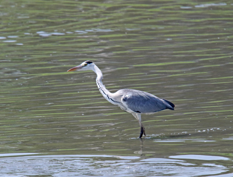 Gray Heron_5118.jpg