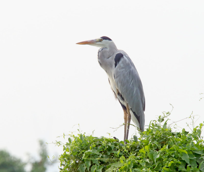 Gray Heron_5390.jpg