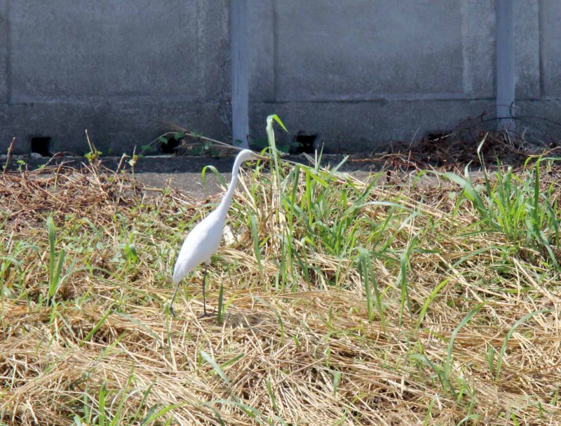 Medium Egret_5060.jpg