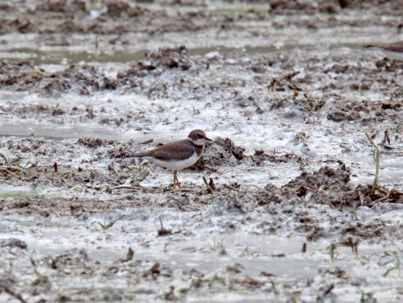 Little Ringed Plover_5442.jpg