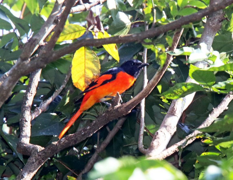 Scarlet Minivet - male_4844.jpg