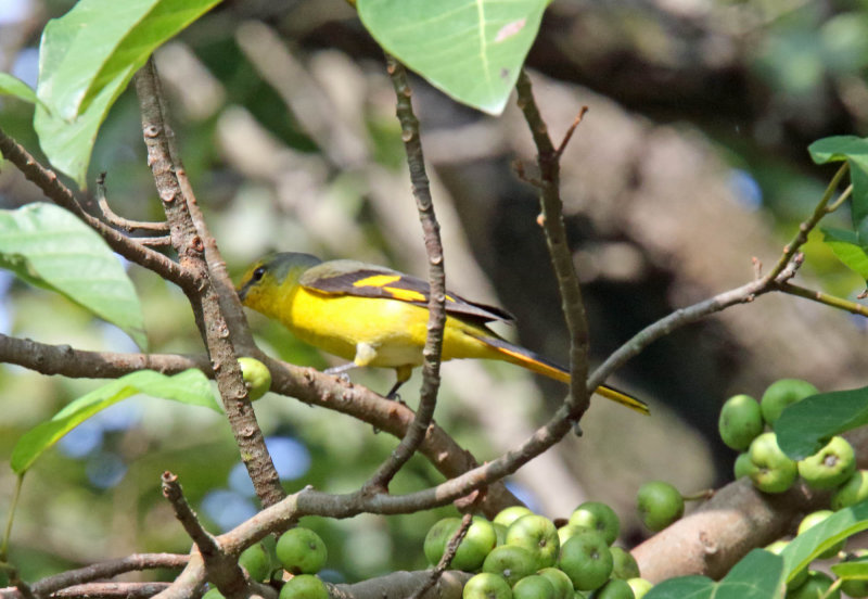 Scarlet Minivet - female_4864.jpg