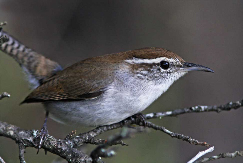 Bewicks Wren_0589.jpg