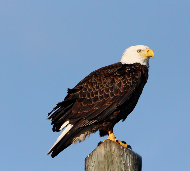 Bald Eagle - adult_4247.jpg