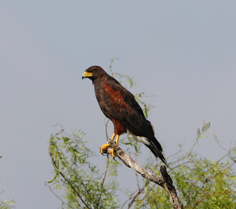 Harriss Hawk - adult_3795.jpg