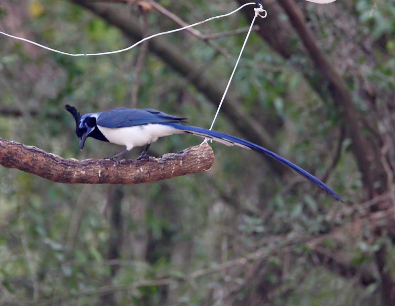 Black-throated Magpie-Jay_6940.jpg