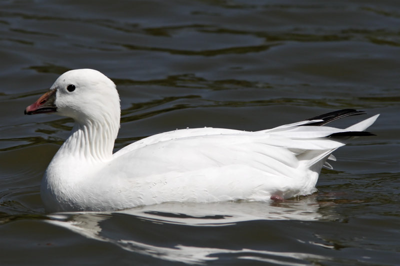 Rosss Goose_4585.jpg