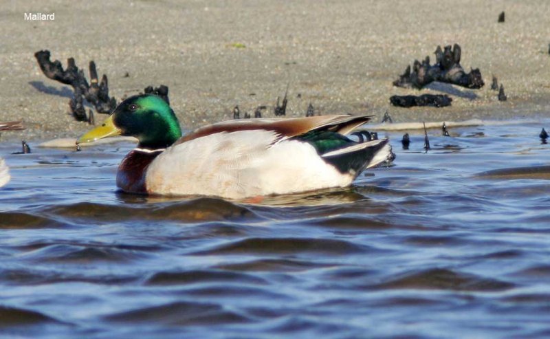 Mallard - male_3666.jpg