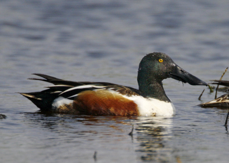 Northern Shoveler - male breeding_6193.jpg