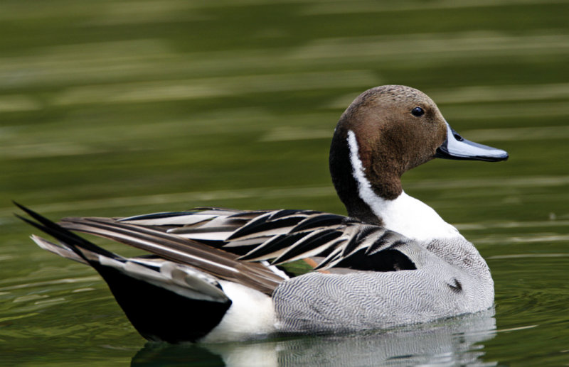 Northern Pintail - male_5678.jpg