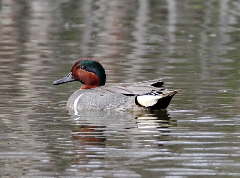 Green-winged Teal - male_4995.jpg