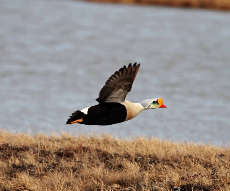 King Eider - male breeding_4682.jpg