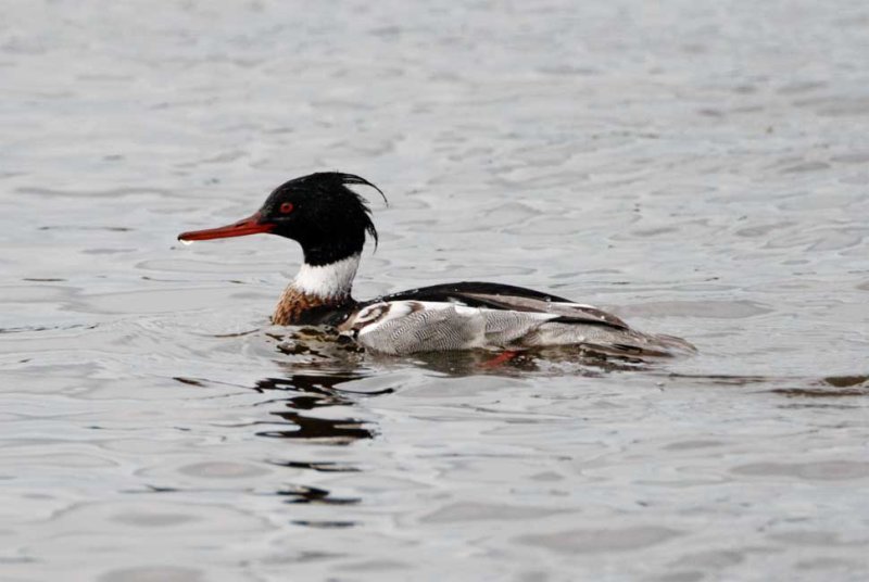 Red-brested Merganser - male_4114.jpg