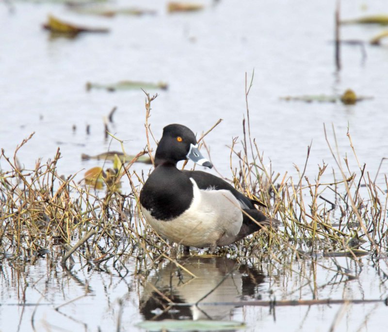 Ring-necked Duck - male_5749.jpg