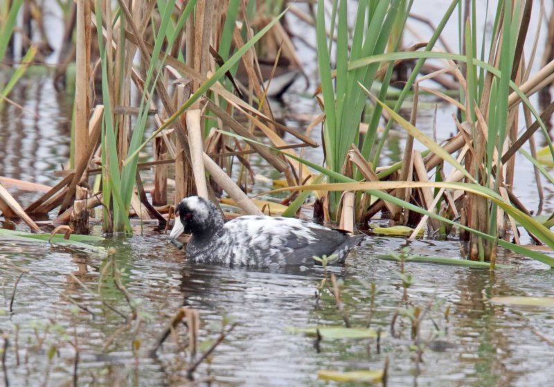 American Coot - leucistic_5776.jpg