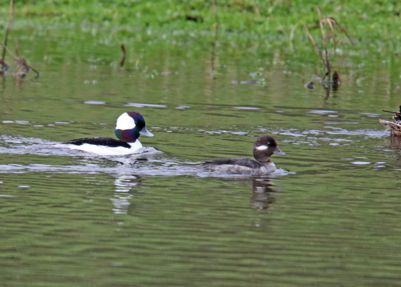 Bufflehead - pair_5911.jpg
