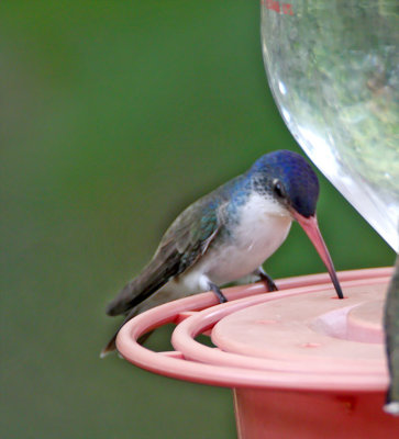 Violet-crowned Hummingbird_2256.jpg