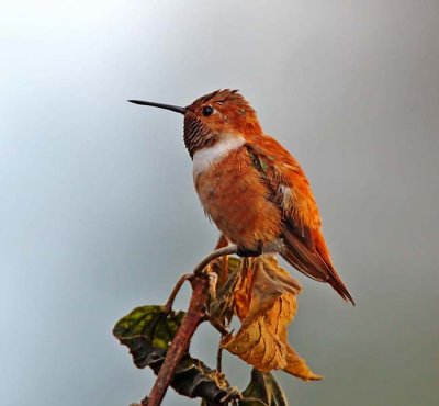Rufous Hummingbird - male_6936.jpg