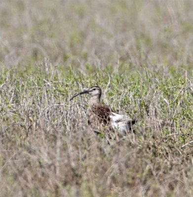 European Whimbrel_9451.jpg