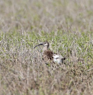 European Whimbrel_9451.jpg