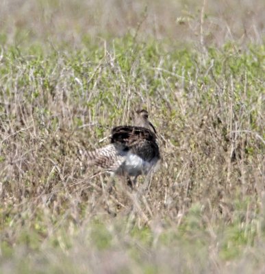 European Whimbrel_9437.jpg