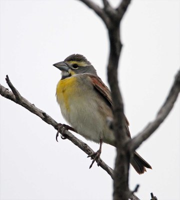 Dickcissel - male_8530.jpg