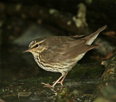 Northern Waterthrush_8393.jpg