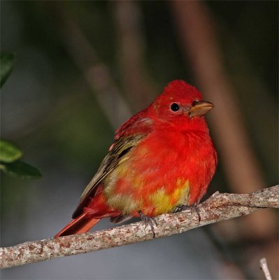 Summer Tanager - 1st year male_8417.jpg