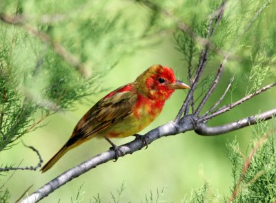Summer Tanager - 1st year male_8459.jpg