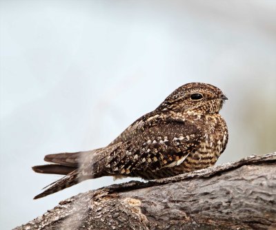 Lesser Nighthawk_8437.jpg
