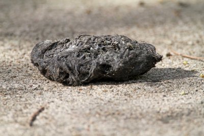 Owl pellet_6764.jpg