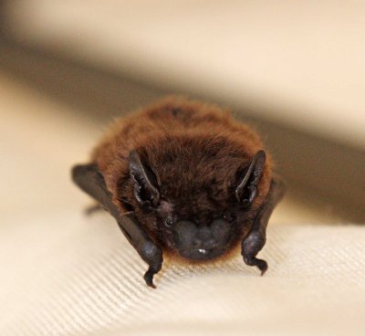 Tricolored Bat_5213.jpg