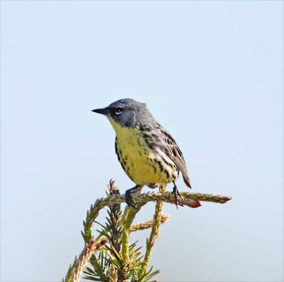 Kirtland's Warbler - male_9704.jpg