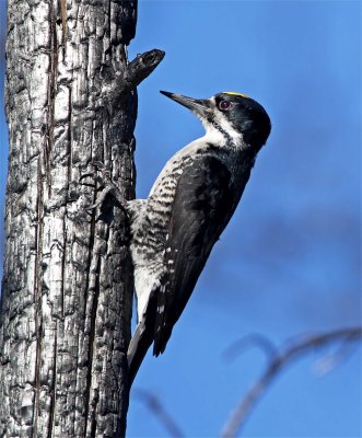 Black-backed Woodpecker - male_9811.jpg
