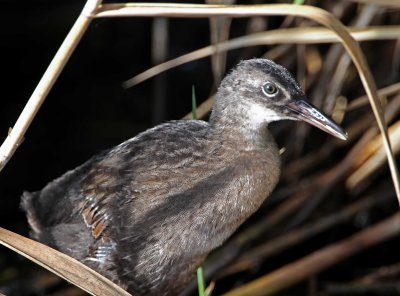 King Rail - juvenile_1621.jpg