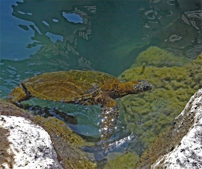 Green Sea Turtle (Honu)_7085.jpg