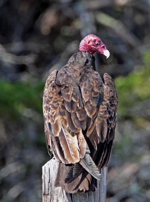 Turkey Vulture - adult_1501.jpg